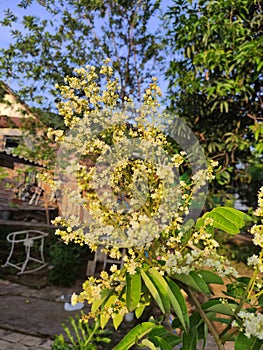 Flower of kelengkeng fruit