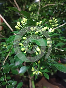 Flower kemuning indonesia