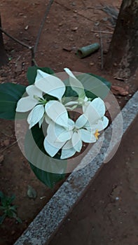 Flower in kerala calicut koolimadu Thathoor