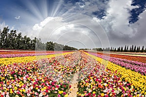 Flower kibbutz near Gaza Strip