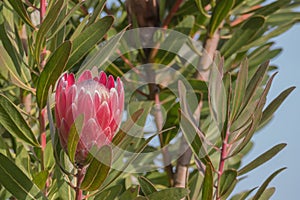 Flower king protea cynaroides flower