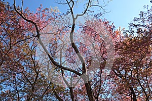 Flower King Tiger -sakura at Chang mai,Thailand.