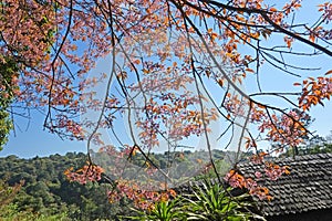 Flower King Tiger -sakura at Chang mai,Thailand.