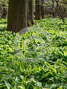 Flower known as ramsons, buckrams, broadleaved garlic