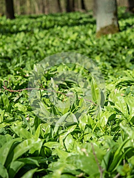 Flower known as ramsons, buckrams, broadleaved garlic