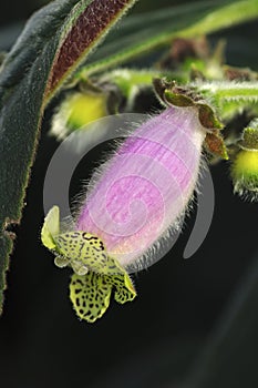 Flower of Kohleria digitaliflora