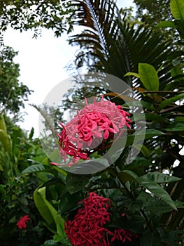 Flower in koomwimandin