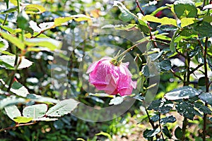 It is  a flower in korea park.