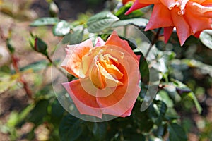 It is  a flower in korea park.