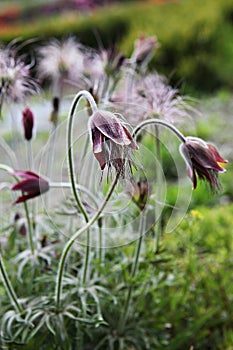 It is  a flower in korea park.