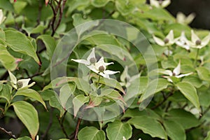 Flower of a Korean dogwood Cornus kousa