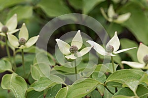 Flower of a Korean dogwood Cornus kousa