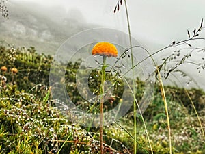 Flower @ Kosciuszko National Park photo