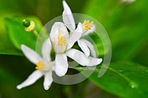 Flower of Kumquat