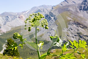Flower Kurai in the mountains of Siberia Altai.