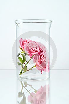 Flower In Laboratory Glass