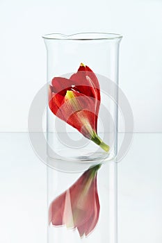 Flower In Laboratory Glass