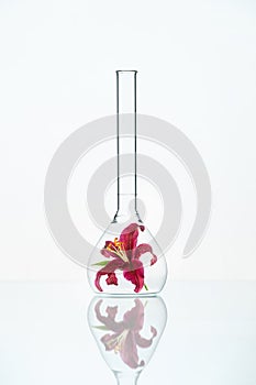 Flower In Laboratory Glass
