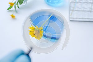 Flower with laboratory glassware with blue liquids