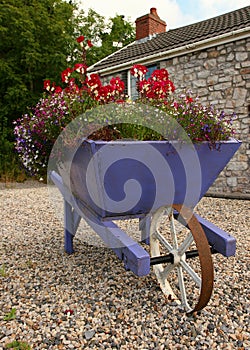 Flower Laden Wheelbarrow