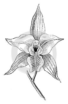 Flower of Laelia Albida vintage illustration