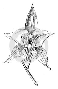 Flower of Laelia Albida vintage illustration