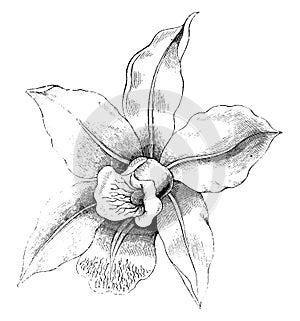 Flower of Laelia Anceps vintage illustration