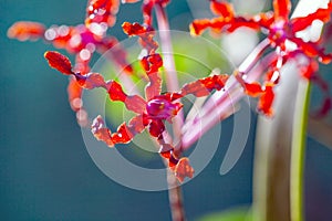 Flower of Laelia lueddemannii