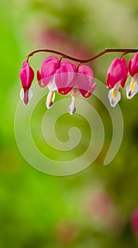 flower - Lamprocapnos spectabilis - bleeding heart close up