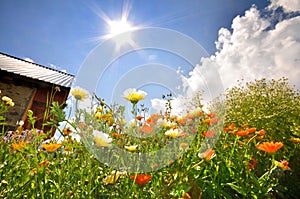 Flower landscape with the sun