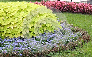 Flower landscaping
