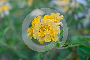 Flower (Lantana camara Flower)