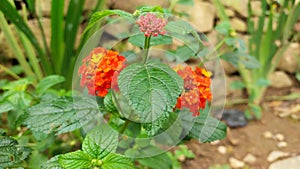 flower of Lantana urticoides