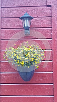 A Flower and lantern on the red wall