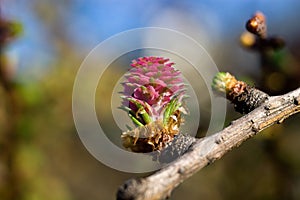 Flower larch