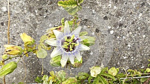 Flower with large white and purple petals