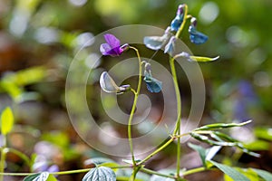 The flower of Lathyrus vernus, the spring vetchling