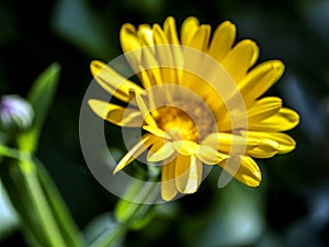 flower Calendula illuminated by the morning sun