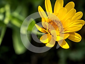 flower Calendula illuminated by the morning sun