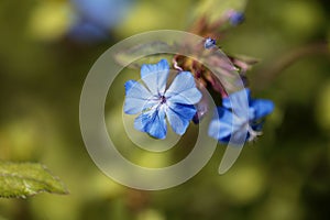 Flower of the leadwort Ceratostigma griffithii photo