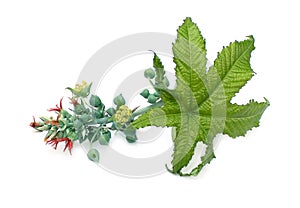 Flower and leaf of the castor plant