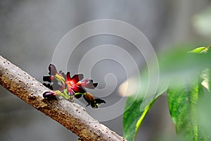 Flower in the garden