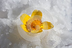 Flower or leaf in the snow