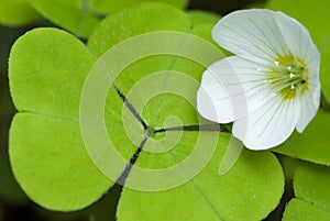 Flower and leaf of sorrel, cuckoo-flower