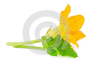 Flower with leaf of zucchini isolated on white