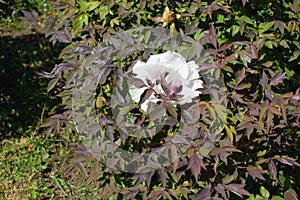 A flower in the leafage of purple-leaved tree peony in April