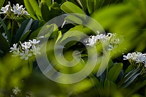 Leafs and branches with nature background. looking so amaging