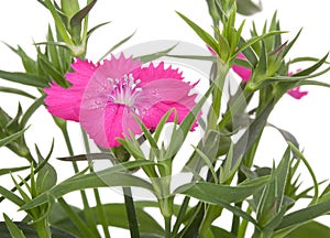 Flower and leaves