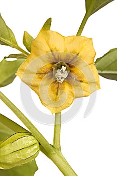 Flower, leaves and bud of a tomatillo plant isolated