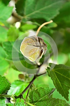 Abutilon striatum flower bud